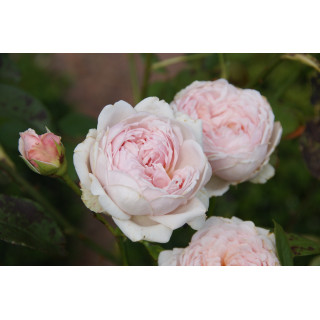 Rosier Guillot® Générosa® - Carméline 