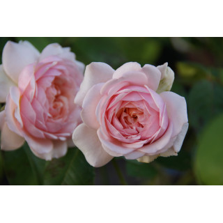 Rosier Guillot® Générosa® - Carméline 