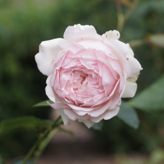 Rosier Guillot® Générosa® - Carméline 