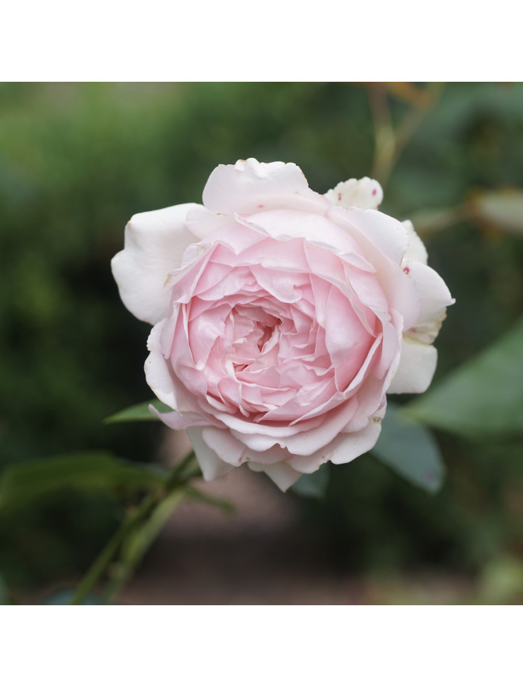 Rosier Guillot® Générosa® - Carméline 