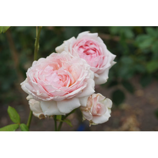 Rosier Guillot® Générosa® - Carméline 