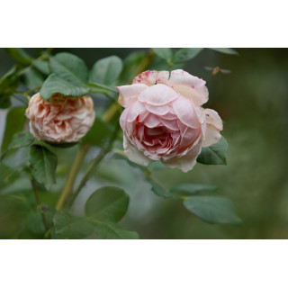 Rosier Guillot® Générosa® - Carméline 