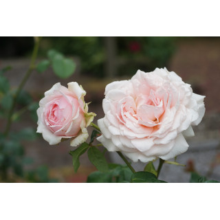 Rosier Guillot® Générosa® - Carméline 