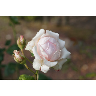 Rosier Guillot® Générosa® - Carméline 