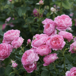 Rosier Guillot® Générosa® -  Chantal Mérieux®