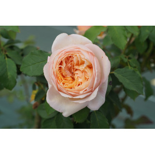 Rosier Guillot® Générosa® - Charles de Nervaux®