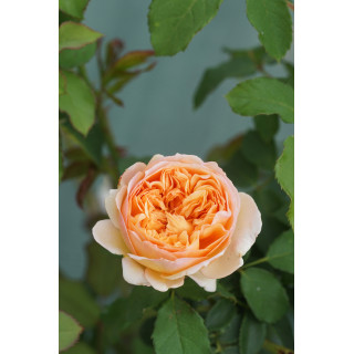 Rosier Guillot® Générosa® - Charles de Nervaux®