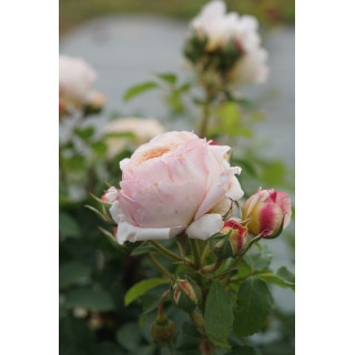 Rosier Guillot® Générosa® - Charles de Nervaux®