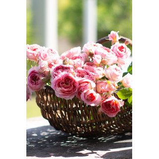 Rosier Guillot® Générosa® - Rose Amandine Chanel®