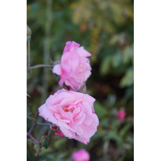 Rosier ancien - Old Blush - ©Roses Guillot®