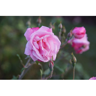 Rosier ancien - Old Blush - ©Roses Guillot®