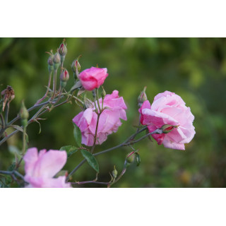 Rosier ancien - Old Blush - ©Roses Guillot®