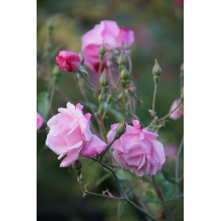 Rosier ancien - Old Blush - ©Roses Guillot®
