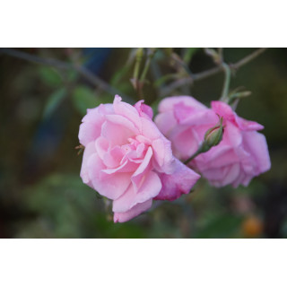 Rosier ancien - Old Blush - ©Roses Guillot®