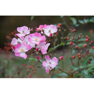 Rosier Ancien - Ballérina - ©Roses Guillot®