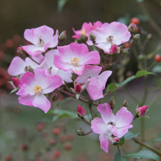 Rosier Ancien - Ballérina - ©Roses Guillot®