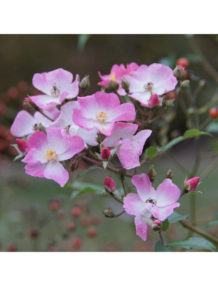 Rosier Ancien - Ballérina - ©Roses Guillot®