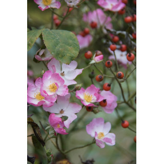 Rosier Ancien - Ballérina - ©Roses Guillot®