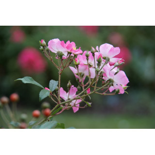 Rosier Ancien - Ballérina - ©Roses Guillot®