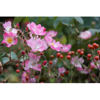 Rosier Ancien - Ballérina - ©Roses Guillot®