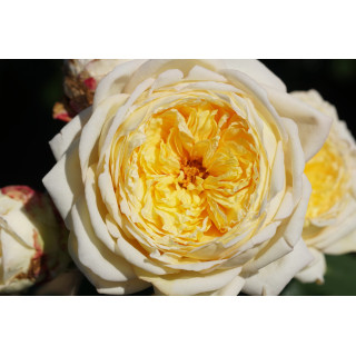 Rosier Générosa® - Nelson Monfort - ©Roses Guillot®