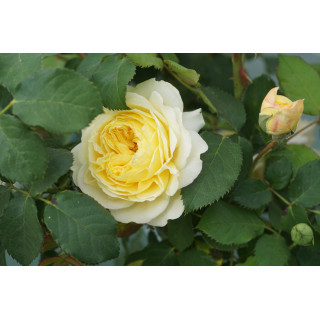 Rosier Générosa® - Nelson Monfort - ©Roses Guillot®