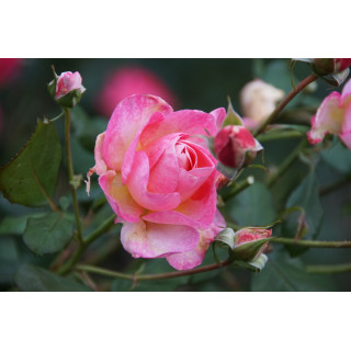 Rosier Générosa® - Madame de Staël - ©Roses Guillot®