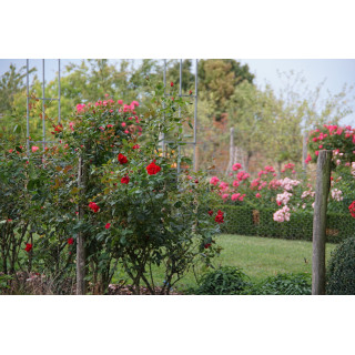 Rosier Terre des Roses® - Rouge de Chamagnieu - ©Roses Guillot®