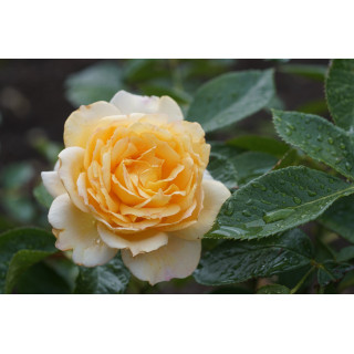 Rosiers Générosa® - Ingrid Bétancourt® - ©Roses Guillot®