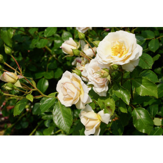 Rosier Générosa® - Martine Guillot® -©Roses Guillot®