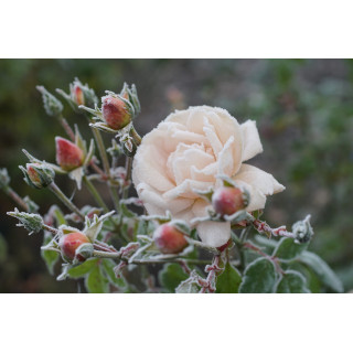 Rosier Générosa® - Martine Guillot® -©Roses Guillot®