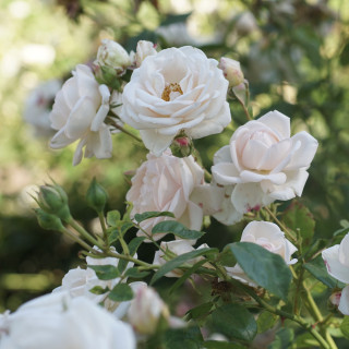 Rosier Générosa® - Martine Guillot® -©Roses Guillot®