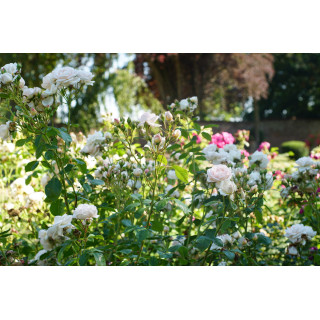 Rosier Générosa® - Martine Guillot® -©Roses Guillot®