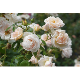 Rosier Générosa® - Martine Guillot® -©Roses Guillot®