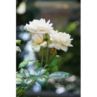 Rosier Générosa® - Martine Guillot® -©Roses Guillot®