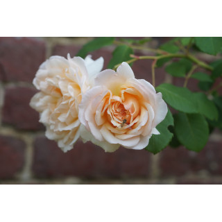 Rosier Générosa® - Mme Paul Massad - ©Roses Guillot® 
