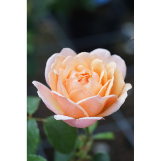 Rosier Générosa® - Mme Paul Massad - ©Roses Guillot® 