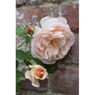 Rosier Générosa® - Mme Paul Massad - ©Roses Guillot® 
