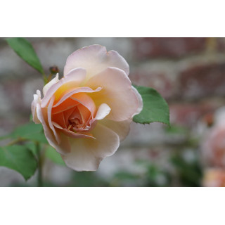 Rosier Générosa® - Mme Paul Massad - ©Roses Guillot® 