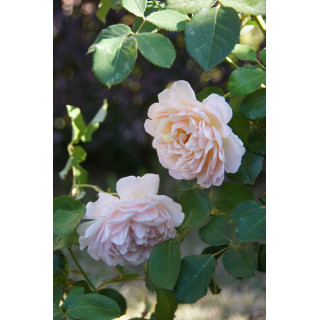 Rosier Générosa® - Mme Paul Massad - ©Roses Guillot® 