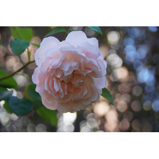 Rosier Générosa® - Mme Paul Massad - ©Roses Guillot® 