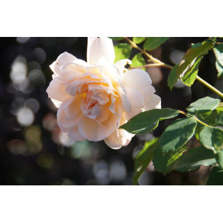 Rosier Générosa® - Mme Paul Massad - ©Roses Guillot® 