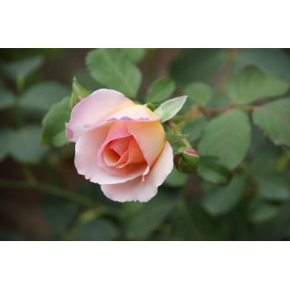 Rosier Générosa® - Mme Paul Massad - ©Roses Guillot® 