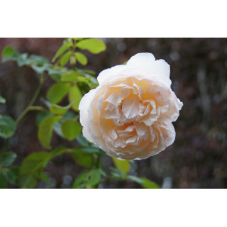 Rosier Générosa® - Mme Paul Massad - ©Roses Guillot® 