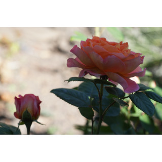 Rosier Générosa® - Notre Dame du Rosaire - ©Roses Guillot®