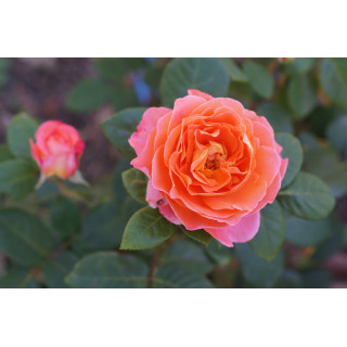 Rosier Générosa® - Notre Dame du Rosaire - ©Roses Guillot®