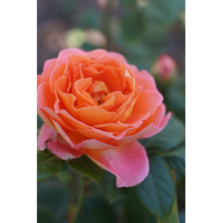 Rosier Générosa® - Notre Dame du Rosaire - ©Roses Guillot®
