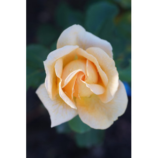 Rosier Générosa® - Odile Masquelier - ©Roses Guillot®
