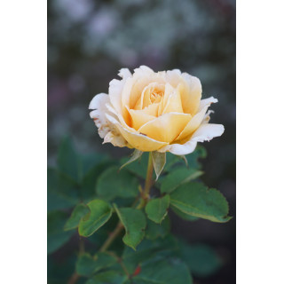 Rosier Générosa® - Odile Masquelier - ©Roses Guillot®