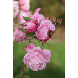 Rosier ancien - Old Blush - ©Roses Guillot®